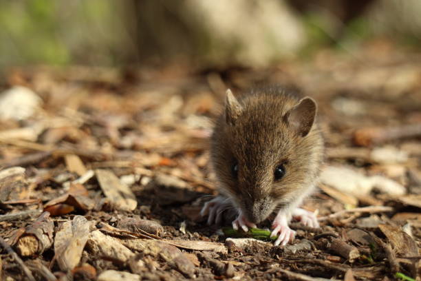 istock Cute wild Wood mouse (Apodemus sylvaticus)  Germany 1152430174