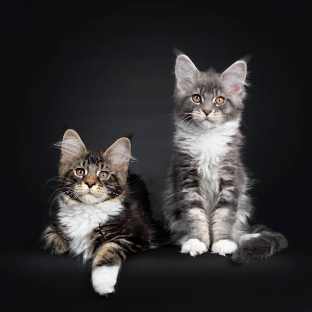 istock Duo of 2 Maine Coon kittens on black 1152431632