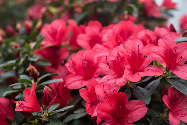istock Azalea flowers. Pink azalea 1152432270