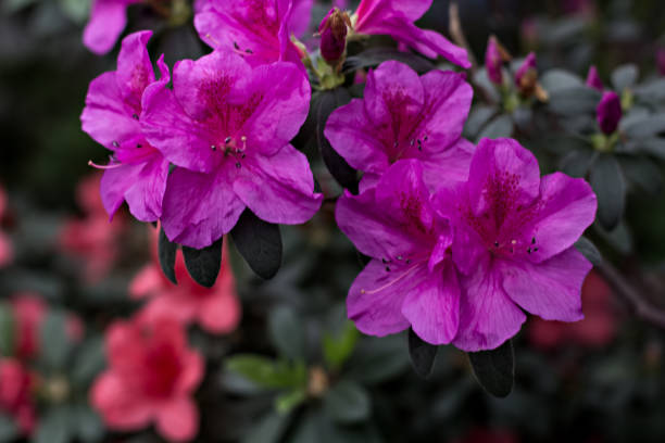 istock Azalea flowers. Pink azalea 1152432331
