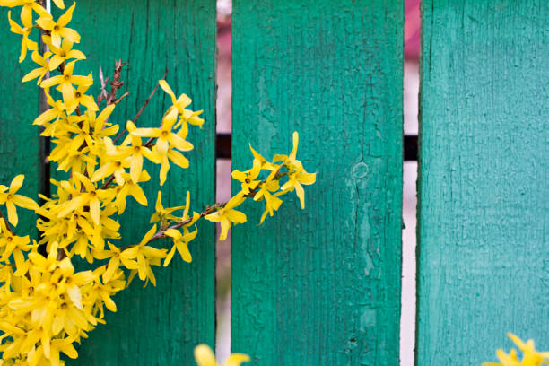 Blooming Forsythia, Spring background with yellow flowers tree branches