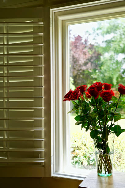 istock Beautiful of rose flower 1152433214