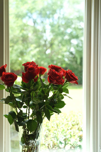 istock Beautiful of rose flower 1152433216