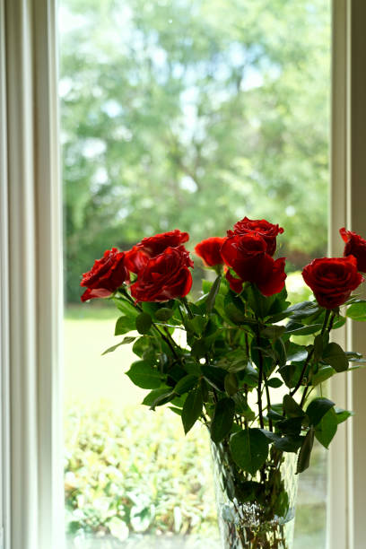 istock Beautiful of rose flower 1152433271