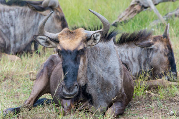 istock Blue wildebeest close-up of head 1152434095