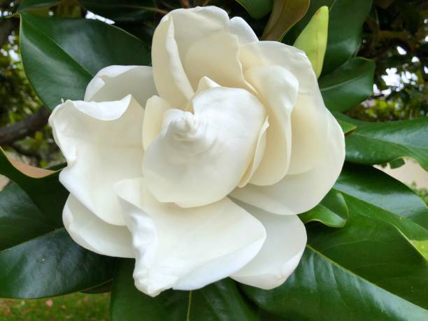 istock Large white magnolia flower on green leaves 1152435061
