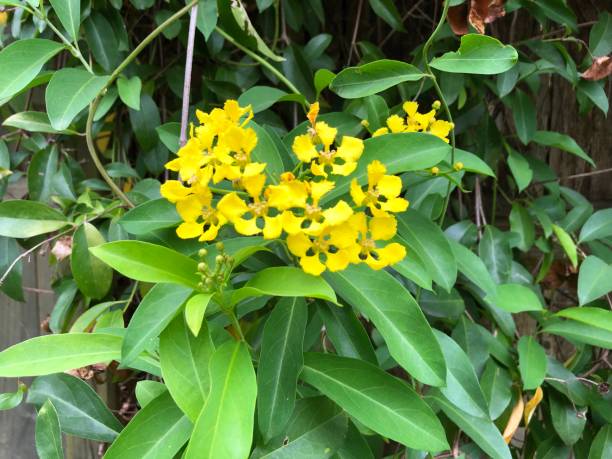 Yellow flowers on green butterfly vine