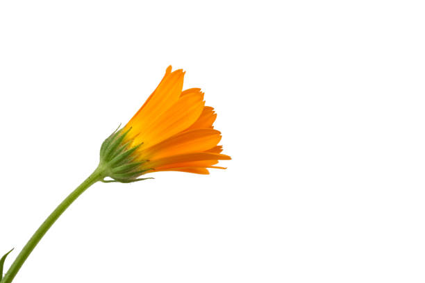 istock marigold flowers isolated on white background. 1152436120