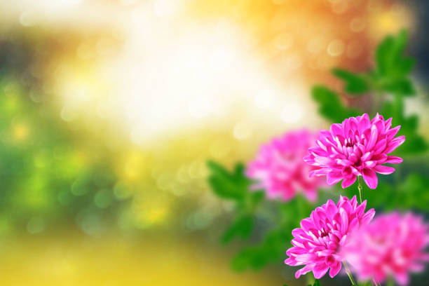 istock Colorful chrysanthemum flowers 1152436186