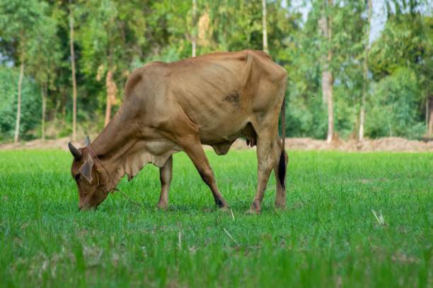 istock brown cow eating grass on green field 1152436198