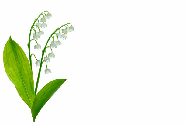 istock Lily of the valley flower 1152436324