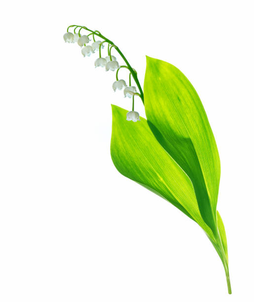 istock Lily of the valley flower 1152436331