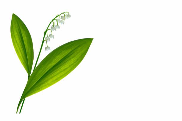 istock Lily of the valley flower 1152436345