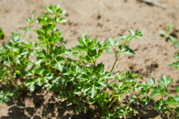 istock Parsley growing at a farm. 1152437701