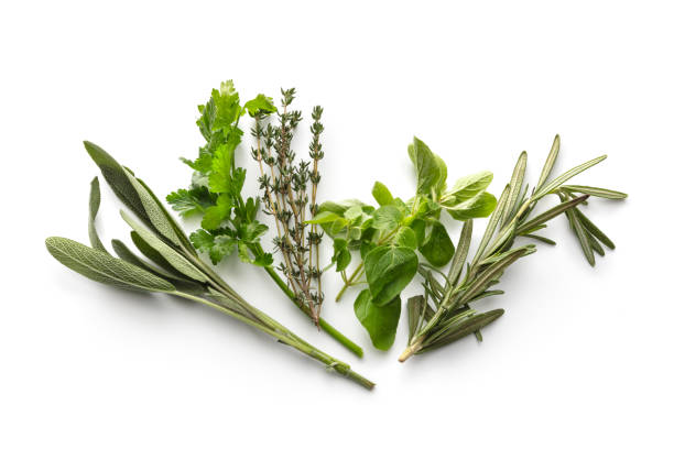 istock Fresh Herbs: Sage, Parsley, Thyme, Oregano and Rosemary Isolated on White Background 1152437764