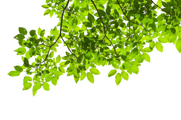 istock Green tree leaves and branches isolated on white background 1152437908