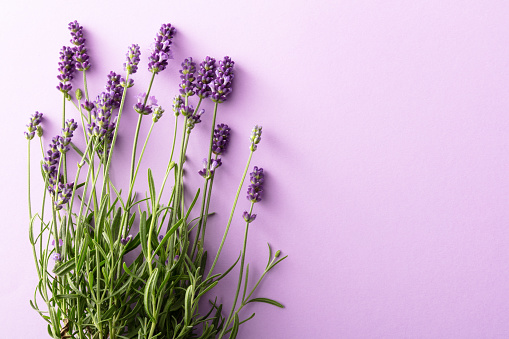 Flowers: Lavender Still Life