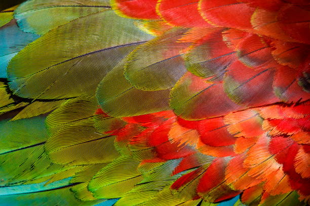 istock Colorful Parrot macaw wing - tropical bird plumage pattern – Pantanal, Brazil 1152438539