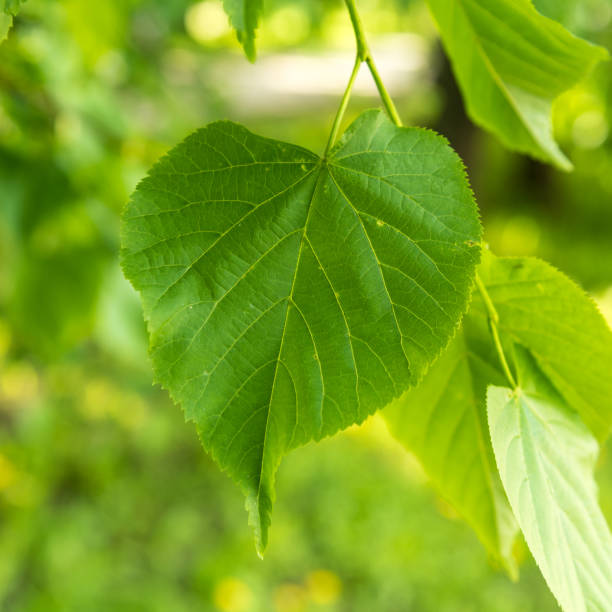 istock Natural plant background - large green leaf close up 1152438601