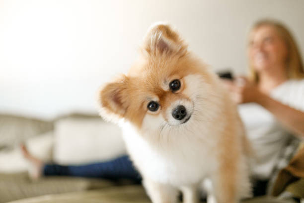 Cute dog on sofa with woman on background Woman using smart phone with her dog on sofa. spitz type dog stock pictures, royalty-free photos & images