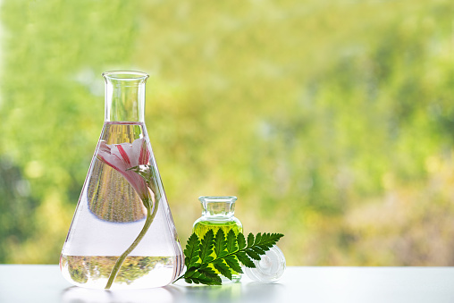 Analyzing and lap research for new skincare and healthy care for body.  Bottle of essential oils with herb fresh flower and green leaf in life science laboratory.