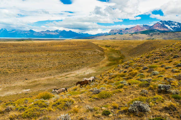 istock Horses in Patagonian plains 1152440419