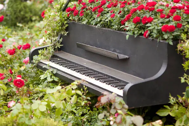 Original flowerbed made of piano with red roses