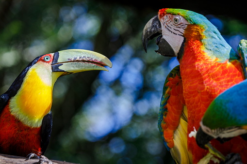 Toucan and parrot macaw tropical birds on nature background – Pantanal wetlands, Brazil