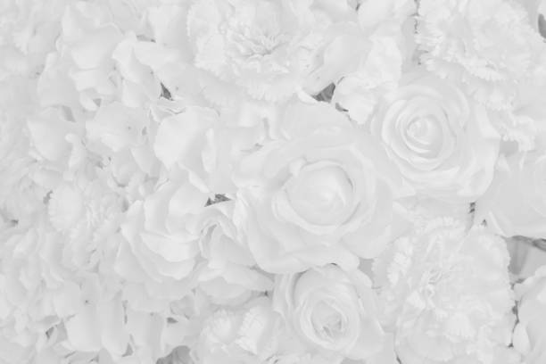 istock Abstract Beautiful white tone rose flower design background. 1152441270