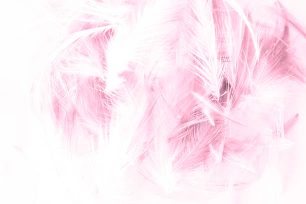 istock Beautiful abstract colorful white and pink light feathers wall pattern textures background and wallpaper art 1152441646