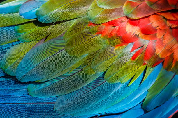 istock Colorful Parrot macaw wing - tropical bird plumage pattern – Pantanal, Brazil 1152441992