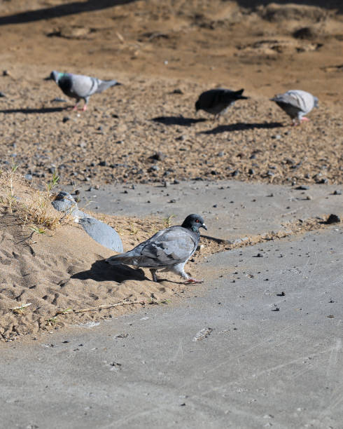 istock Multiple Pigeons in a Beach Located in Madeira 1152442976