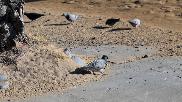 istock Multiple Pigeons in a Beach Located in Madeira 1152442993