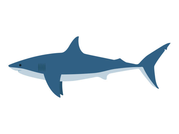 Vector illustration dangerous great white shark Vector illustration of a dangerous great white shark on an isolated white background. Side view, flat style. animal jaw bone stock illustrations