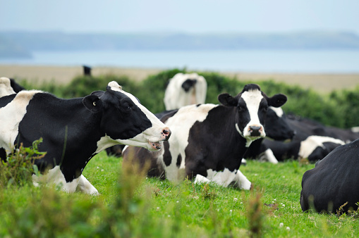 Herd of Friesian Dairy Cows in green grass field in Cornwall, UK