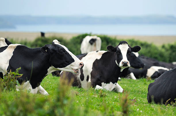 Herd of dairy cows by the sea in cornwall stock photo
