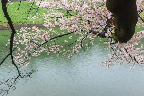 istock Pink sakura cherry blossom during spring season at Japan 1152445662