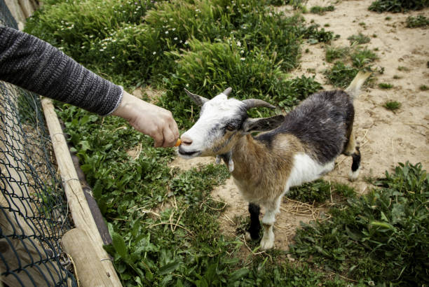 istock Goat in farm 1152446315