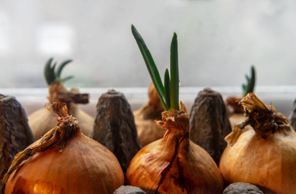 istock Spring onions growing in a carton egg box on the windowsill. Close up 1152446318