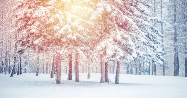 istock Fantastic Fairytale Magical Landscape View Christmas Tree 1152446974