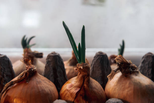 istock Spring onions growing in a carton egg box on the windowsill. Close up 1152446989
