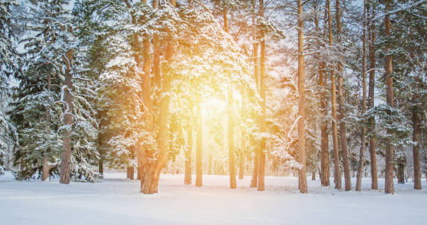 istock Fantastic Fairytale Magical Landscape View Christmas Tree 1152446995