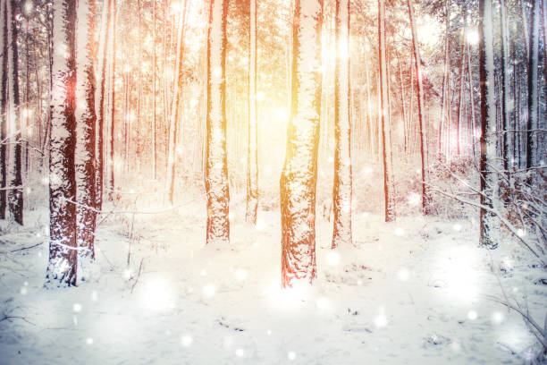 istock Tree pine spruce in magic forest winter with falling snow sunny day. 1152447010