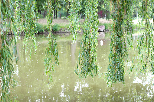 Willow hanging branches on the river - spring