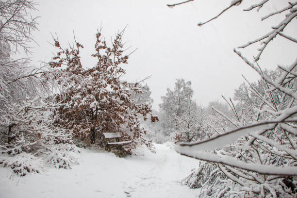 istock a bench at a hiking trail in Snowstorm in wintry forest landscape 1152447254