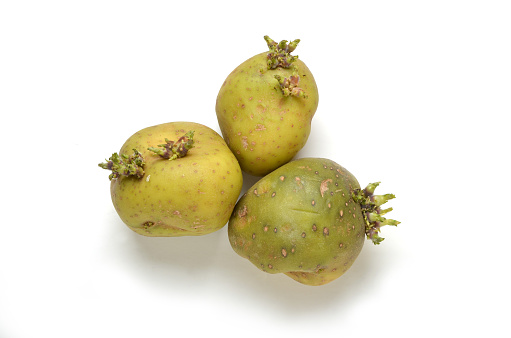 Group of sprouting or chitting potatoes from above on white background