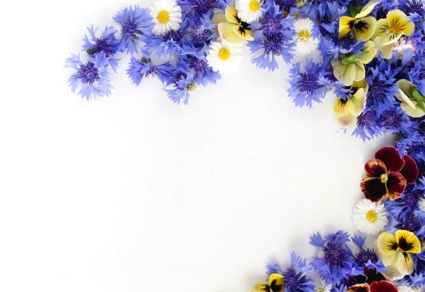 istock blue flowers cornflowers and pansy flowers  pattern frame, border on white background. top view. copy space 1152449464
