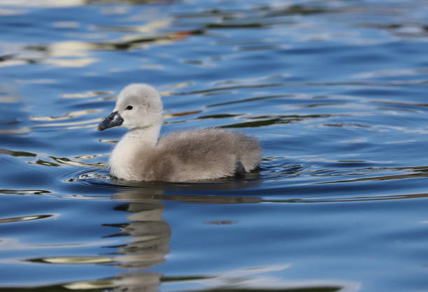 istock Mute Swan Cygnet (Cygnus olor) 1152449543