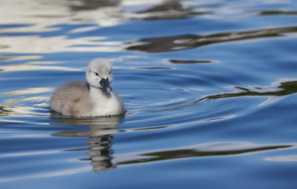 istock Mute Swan Cygnet (Cygnus olor) 1152449589