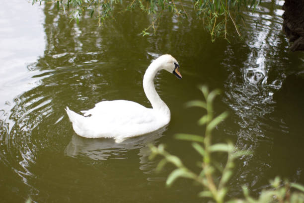 istock Beautiful white swan on the pond 1152449696